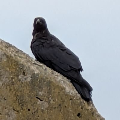 re_johoo's profile picture. 公式垢からの情報収集/趣味リポスト
それくらいにしか使いません