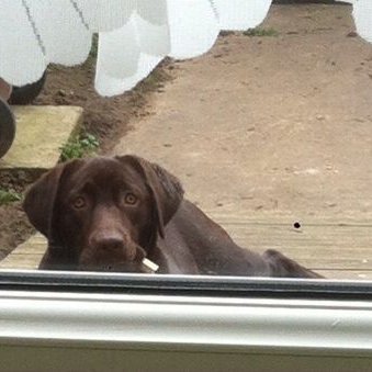 blacklab115's profile picture. Stolen/lost/missing pets will always be RT'd if I see them on my twitter feed as that 1 rt may reunite somebodies beloved pet.🐶🐱🐴🐑🐖🐮🐦🐐