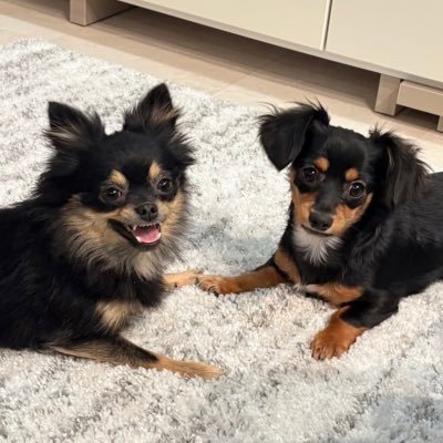 mochimugi_dog's profile picture. ぽめちー🐶むぎ(2024.01.13)🧡ちわっくす🐶もち(2025.06.02)