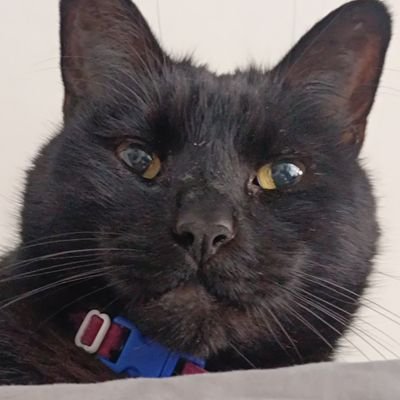 g4t0_n3gro's profile picture. 18 - He/Him - Bi - The Rev 💙