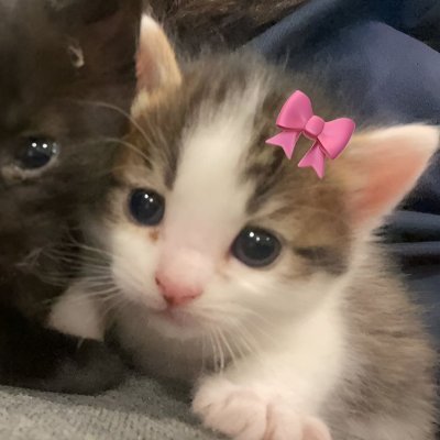 Chupkaroww's profile picture. misi's wife | My friends call me Aaf