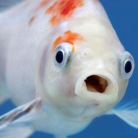 Na_na_owar's profile picture. Minecraft addiction 🤯🌲(if u know who am I pls spare me,I’m on investigation)