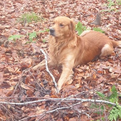 MichaelSid67032's profile picture. formally, pittstsid and beautiful cormack. rest of the bio the same 💚☘🍦