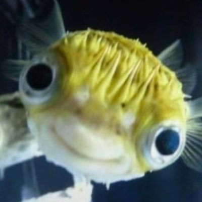 pha_ni34759's profile picture. 