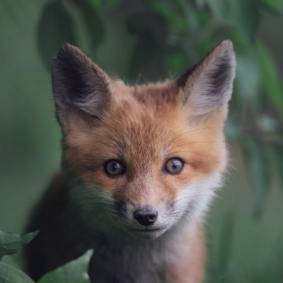 NatureBokeh's profile picture. Rare and common birds, golden-hour wildlife from my American farm and beyond | Warblers, foxes, deer, and nature