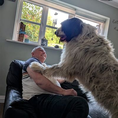 Bobster2007's profile picture. GSD x Wolfhound. Big softie, . As seen on ITV2's Top Dog Model. And mentioned in the Sunday Times Please follow,love to hear from you all. Dad is @bulletchapman