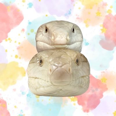 unaanamom's profile picture. キタアオジタトカゲ🦎 うなぎちゃん♂🎂2024.6.4 *･ﾟ あなごちゃん👶🎂2025.5.23 *･ﾟ 時々うんこ写真あり〼