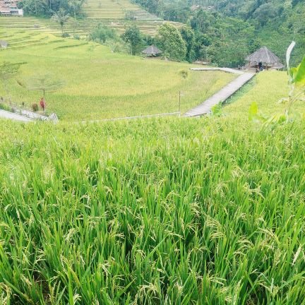 amluckywoman's profile picture. 