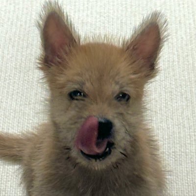 aegiddonggae's profile picture. 착한얼굴에그런견성