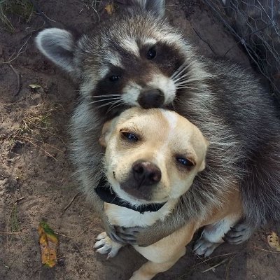 AnimaIbeingbros's profile picture. 