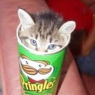 catshouldnt's profile picture. 