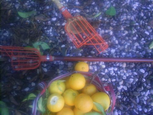 ForageOakland's profile picture. Forage Oakland is a neighborhood backyard bartering project. Barter brown turkey figs for hachiya persimmons. Barter Santa Rosa plums for apples, etc.