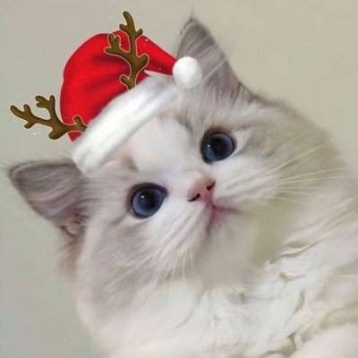 hayoungpaws's profile picture. 