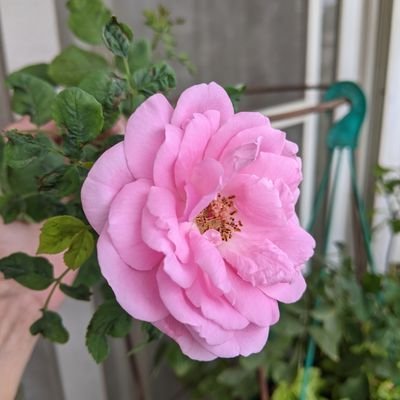 LisaIscute0's profile picture. Frank and humorous! Scammers have nowhere to hide. Patriots.