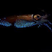 Holyboly61's profile picture. I love art. (If you want to ask if I want a commission) NO AI WHATSOEVER