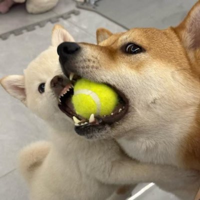 Noir00329's profile picture. 大号永封/专为BSC战壕提供流动性/职业接盘侠/内盘dev福音/低买高卖记录保持者/该钻的不钻/该p的不p