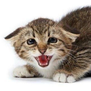 skitzocat's profile picture. trauma core