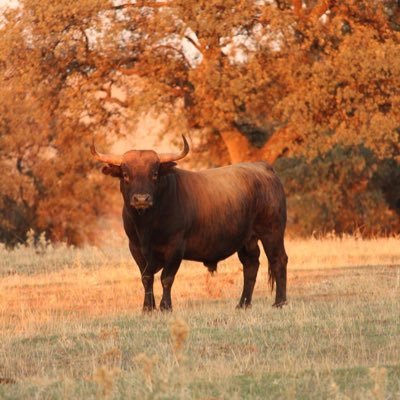 poesiaproscrita's profile picture. 