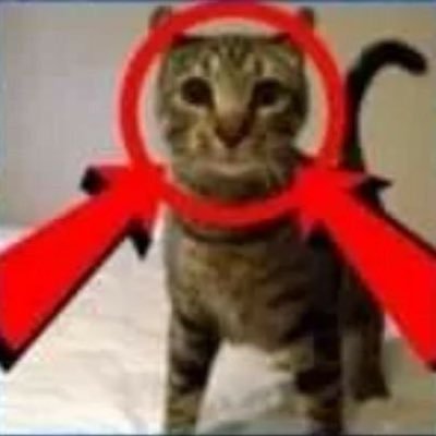 pusheenirl29's profile picture. 