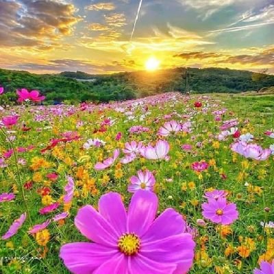 dqKFWOgeDEVF9G0's profile picture. جمال الحياة ..ان نعيشها بهدوء مع من نحب ..