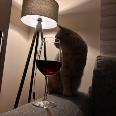 kitten_ys's profile picture. INTP 🧠Overthinker☕️MSc👷🏻‍♀️💻اگه میشناسی بلاکم کن🚫