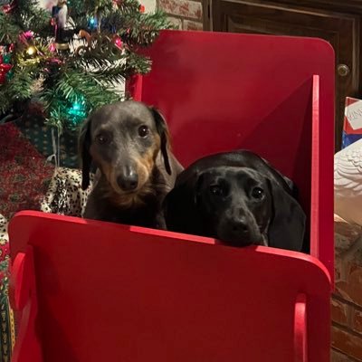 gregBgrumpy's profile picture. Okie U Alum💥 Army Infantry Vet🇺🇸Married🦖Father⚔️Christian✝️ NO DM