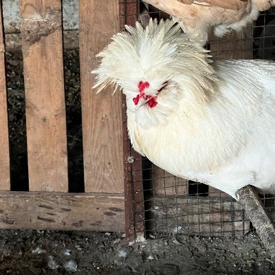 delukedy's profile picture. Uzman olacak olan bir Dt
Yarası en derin olan en sessiz haykırır elbet