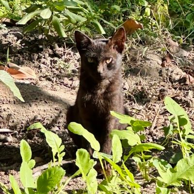 iShashankRaj's profile picture. 