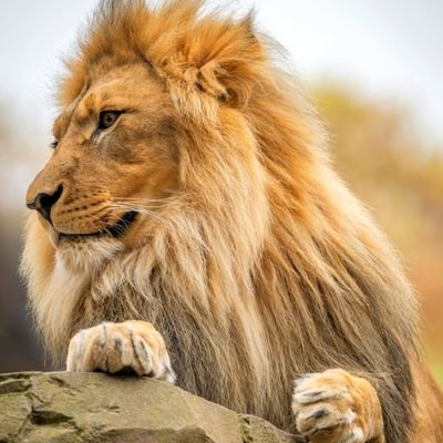 Just_in_Zion's profile picture. Christian Zionist | Standing with Israel 🔯✝️  | Truth about faith, Israel & world events
Support: https://t.co/LokzXGgCFK