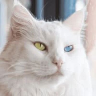 SaiyadT76172's profile picture. 