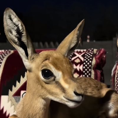 نون| الله يوفقها🦌. Profile