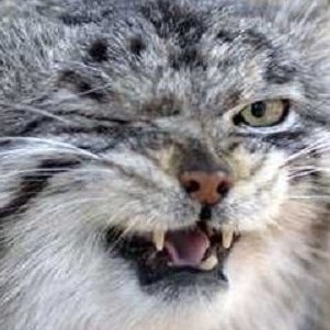 okmo09's profile picture. Game dev, composer, 3D artist, and MS Paint.