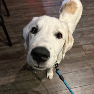 uwushams's profile picture. @LFC ♥️/24