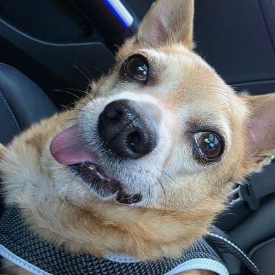 guacakrol's profile picture. Dni if your from buryatia, romania, moldoven, bruhasia i dont like you guys :/ 
/ref btw