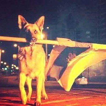 Cazandoimberbes's profile picture. ¡Qué culpa tengo yo de tener la sangre roja, el corazón a la izquierda y limpiarme el culo con la derecha!