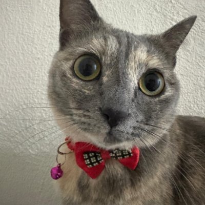 JstElizabethCat's profile picture. Just Elizabeth Cat - Elizabeth is Solana’s meme cat, gentle, sweet, and a little chubby. 🐈‍⬛