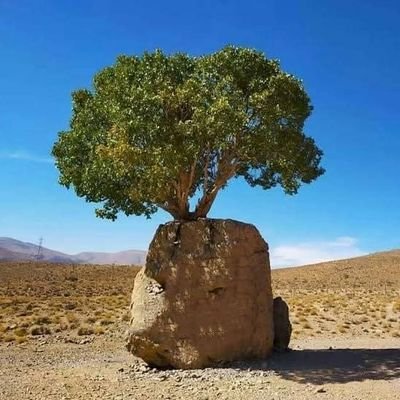 AsscoProfS's profile picture. A scholar specializing in strategic planning, scientific research, and peer review