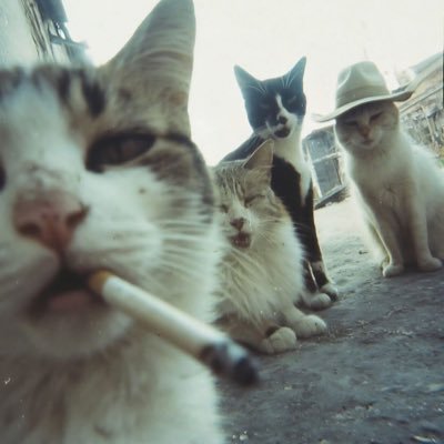 mais_d70's profile picture. Quanto mais eles fala mais aumenta meu sucesso 🤑💲✌️🐓