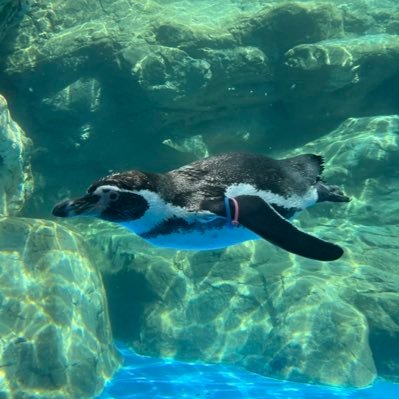 bat24nrKdf90013's profile picture. 愚痴垢ちゃ愚痴垢ですかね、 働く犬が好きです。