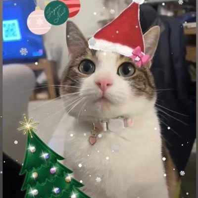 Paimonthecat's profile picture. élue top 2 des chats les + mignons de twitter | Paimon est une fille ‼️‼️@Tipunchdutpb 💍