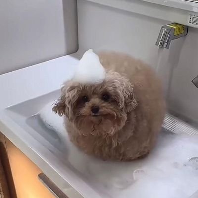 Mellybear0325's profile picture. Here we go again.... 
Lost my account to the anti woke 👎
She/any prns irdgaf