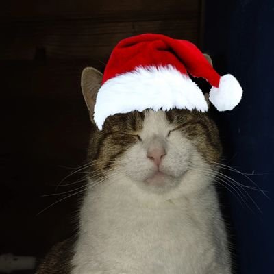 Onyxlaigrie's profile picture. Paimon et Jean-Louis Love Account
Compte du chat la plus aigrie de twitter
Insta d'Onyx:https://t.co/3ZfLnnR6af
Blue 💔🕊️