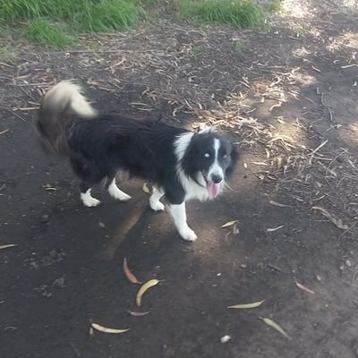 Taky_1992's profile picture. No se puede negociar con el tigre, cuando tu cabeza está en sus fauces.