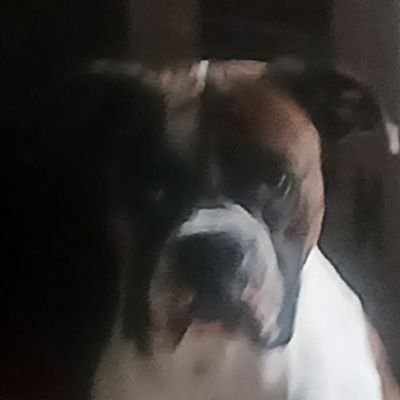 JimmyBfromWV's profile picture. Trying 1 more time. MAGA! NO NIGERIANS, NO PORN, NO DM, NO BOTS! Respect that or be BLOCKED