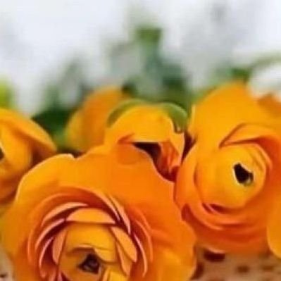 nwl1153866's profile picture. 