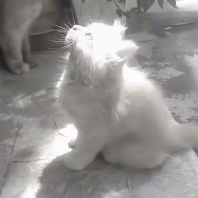 Col1072700's profile picture. just a shy femboy (19)