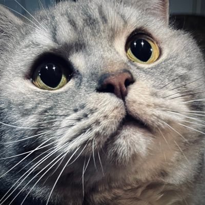 sophloofalou's profile picture. multistan!! currently obsessed with | &team | (but also love zb1 and skz :D)