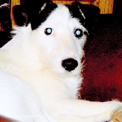 StrayHound360's profile picture. 