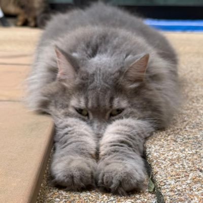 BAMBAMTHECHONK's profile picture. ● Orderflow connoisseur ● Cat dad ● Chonkfounder @PawnziTrading