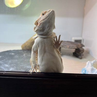 tayuer's profile picture. 基本生き物垢です。 突然のフォロー、コメント等失礼します。フトアゴヒゲトカゲ🌈、ブルーイグアナ 、ボールパイソン×4、ネザーランドドワーフ×2、ラブラドールレトリバー、R7.9フトアゴお迎え、と暮らしています。爬虫類🦎🐍ネザーちゃん🐰ラブラドール🐶大好きの皆様よろしくお願いします😊